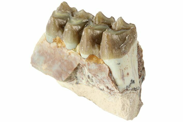 Oreodont (Merycoidodon) Jaw Section - South Dakota #184251